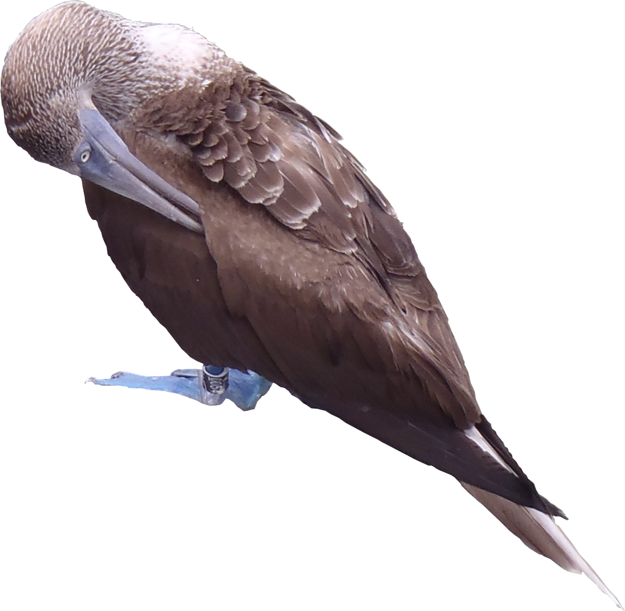 Blue-footed Booby Png Textures - Blue-footed Booby (1288x1259), Png Download