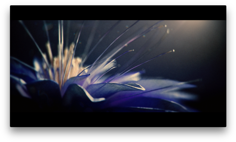 Edited And Colored By Dee Vfx - Purple Flower Monsta X (800x483), Png Download