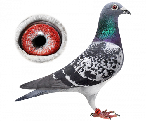 Be2015902-17 - Rihanna - Portable Network Graphics (500x415), Png Download