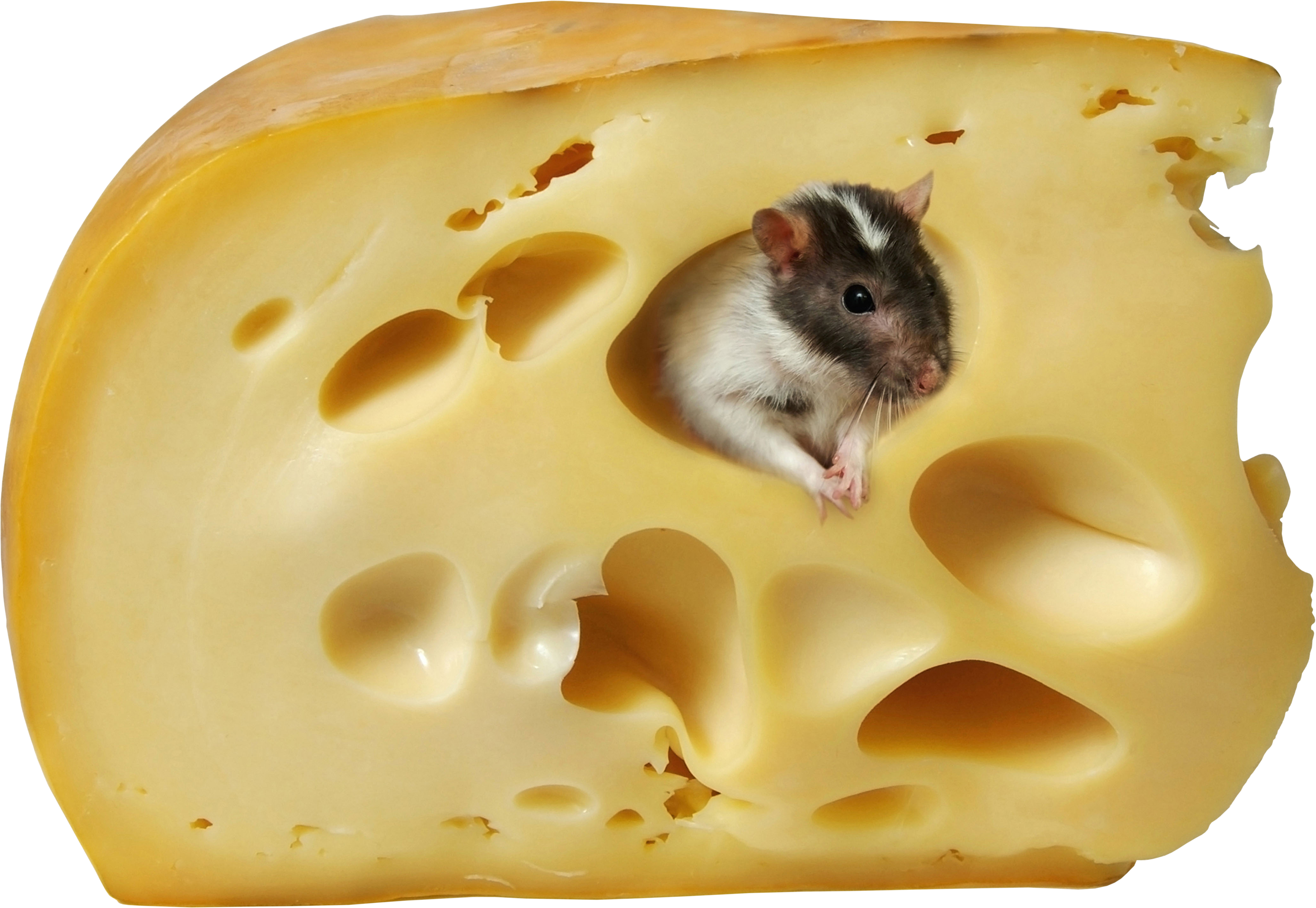 Cheese Png - Cheese Clip Art (3273x2258), Png Download