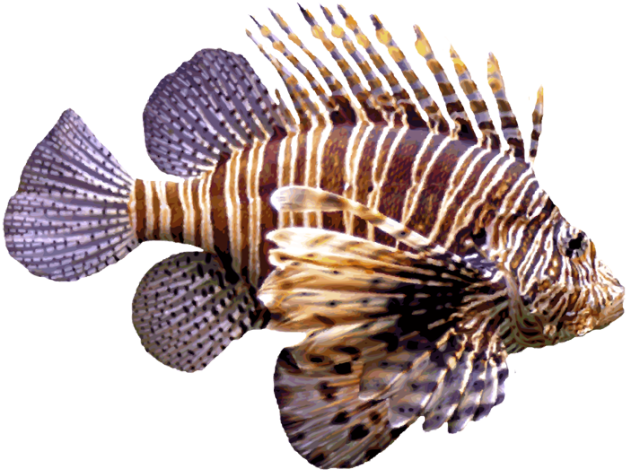 Lionfish - Lion Fish Clipart (640x498), Png Download