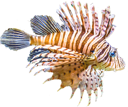Picture - Lion Fish No Background (566x433), Png Download