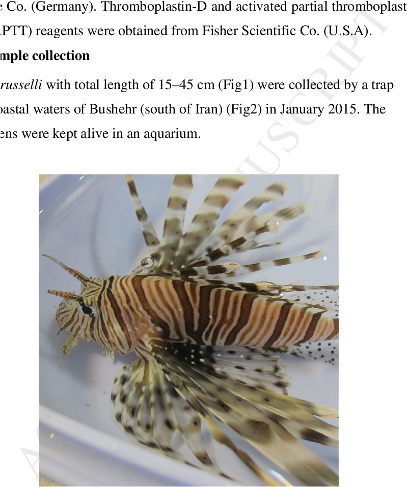 The Persian Gulf Lionfish Collected From Coastal Water - Lionfish (798x977), Png Download