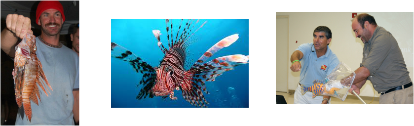 In Florida Keys National Marine Sanctuary, Divers Are - Lionfish (839x255), Png Download