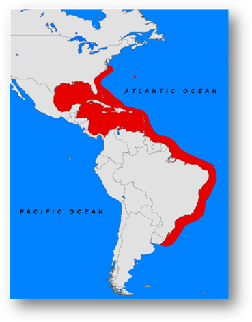 The Predicted Final Range Of Lionfish In The Western - Latin American Social Sciences Institute (369x471), Png Download