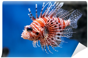 Lionfish In A Moscow Zoo Aquarium Wall Mural • Pixers® - Pterois Mombasae (400x400), Png Download