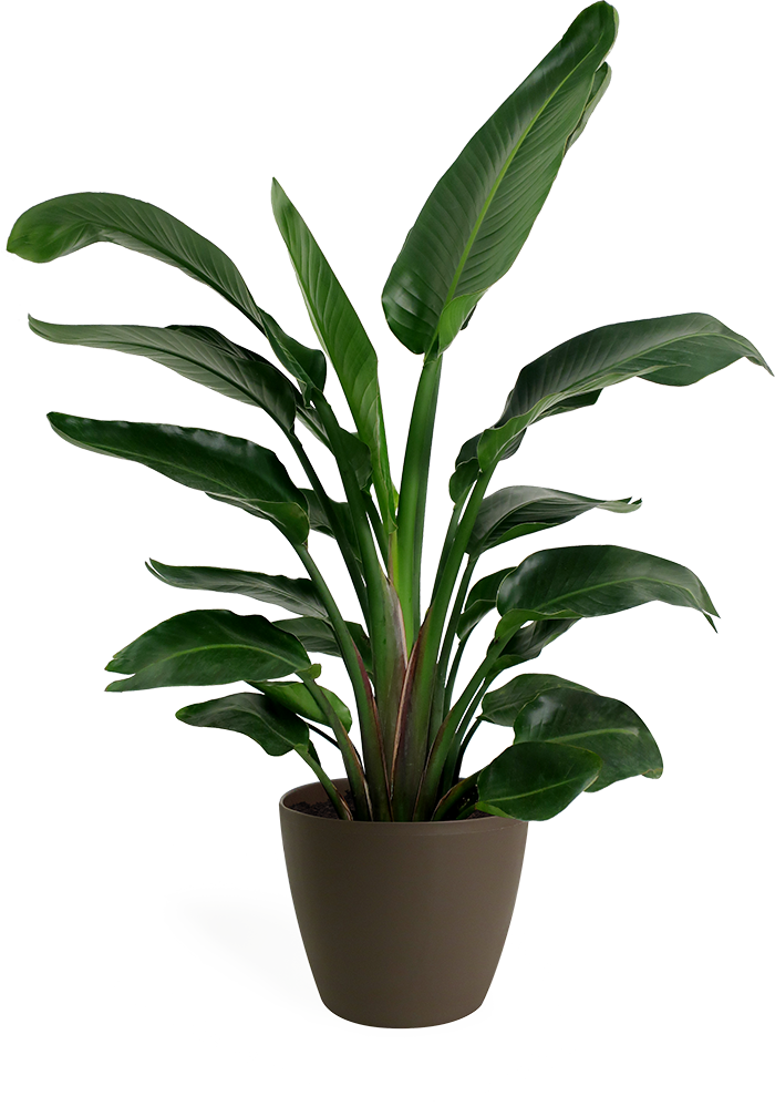 Bird Of Paradise Small - Bird-of-paradise (700x998), Png Download