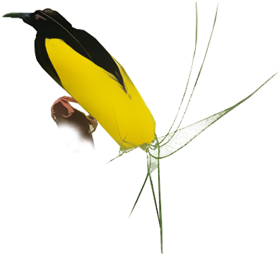 Twelve Wired Bird Of Paradise - Old World Oriole (400x400), Png Download