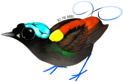 Wilson's Bird Of Paradise Diphyllodes Respublica - Diphyllodes (500x334), Png Download