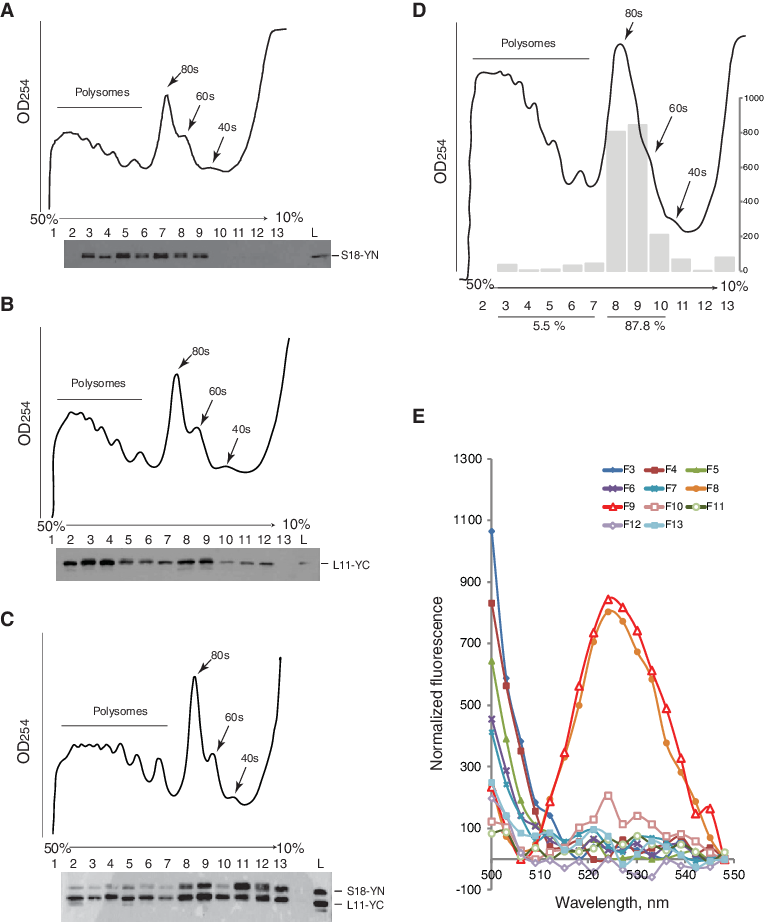 The S18 And L11 Proteins Interact Only On The 80s - Antibody (768x922), Png Download