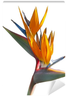 Bird-of-paradise (400x400), Png Download