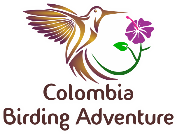 Birds Paradise Andes Mountains - Aves Exoticas De Colombia (607x461), Png Download