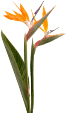 Bird Of Paradise (400x400), Png Download