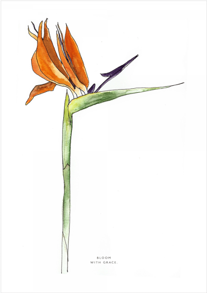 Png Transparent Download Amaryllis Drawing Tonal - Bird Of Paradise (600x600), Png Download