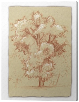 Schizzo Di Quercia In Carta Seppiata Canvas Print • - Sketch (400x400), Png Download