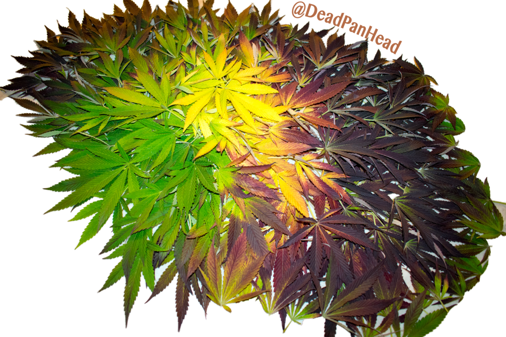 Black Leaf Alien - Annual Plant (1000x667), Png Download