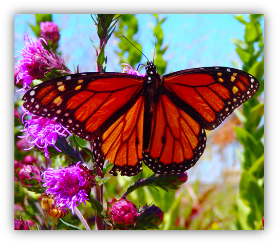 Monarch On Button Blazing Star - Blazing Stars (550x489), Png Download