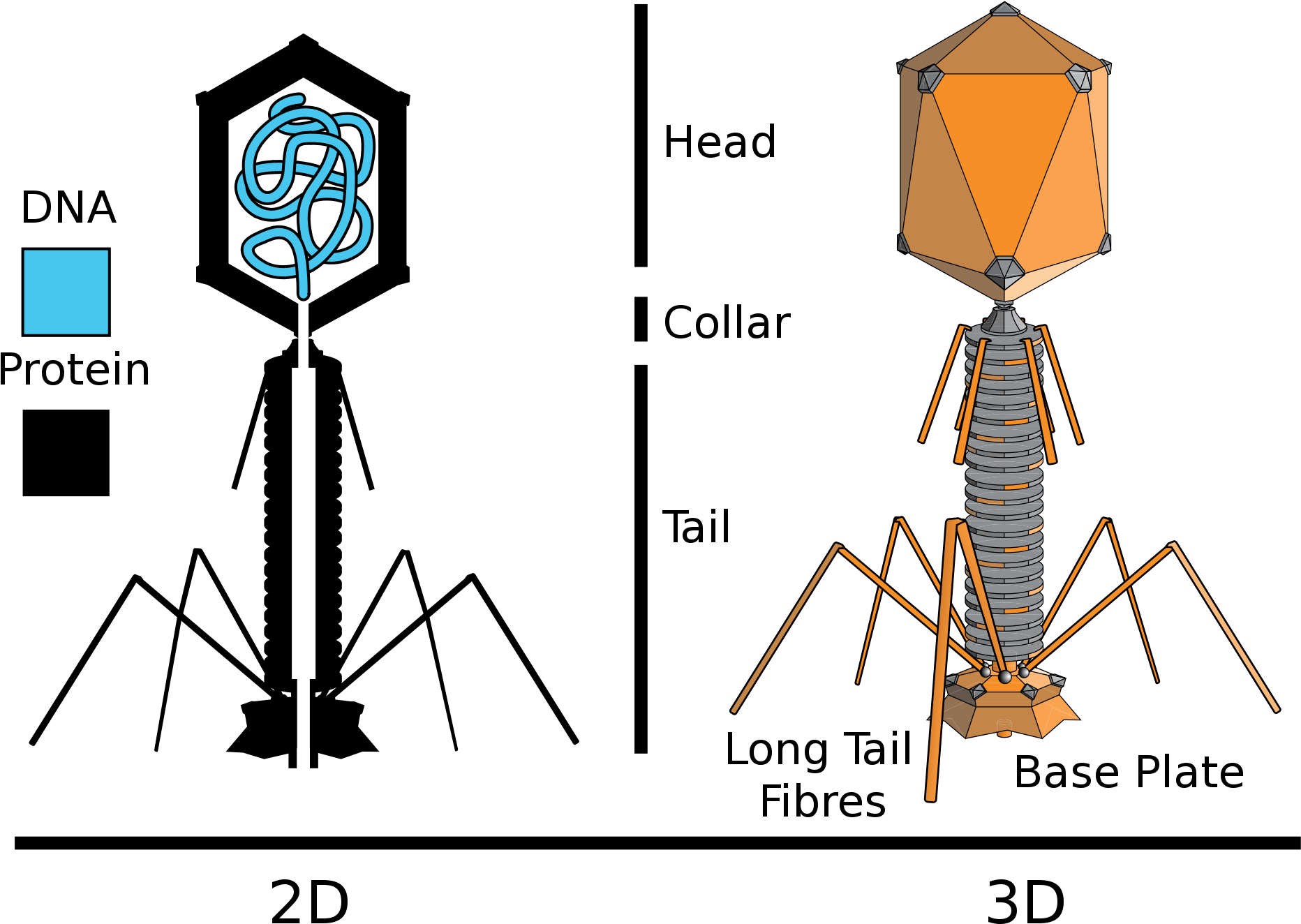 2 - T4 Phage (2000x1429), Png Download
