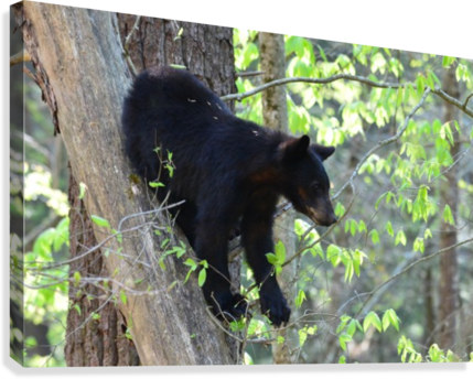 1679-bear Cub Canvas Print - American Black Bear (429x344), Png Download