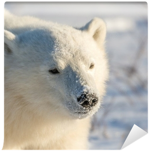 Polar Bear (400x400), Png Download