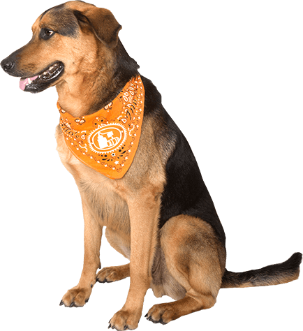Tito's Handmade Vodka - Dog (434x474), Png Download