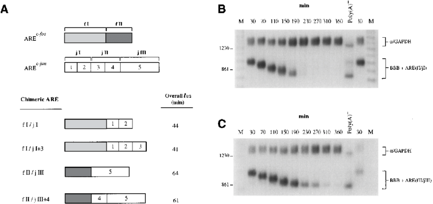Functionally Overlapping Domains Exist Between The - Number (850x400), Png Download