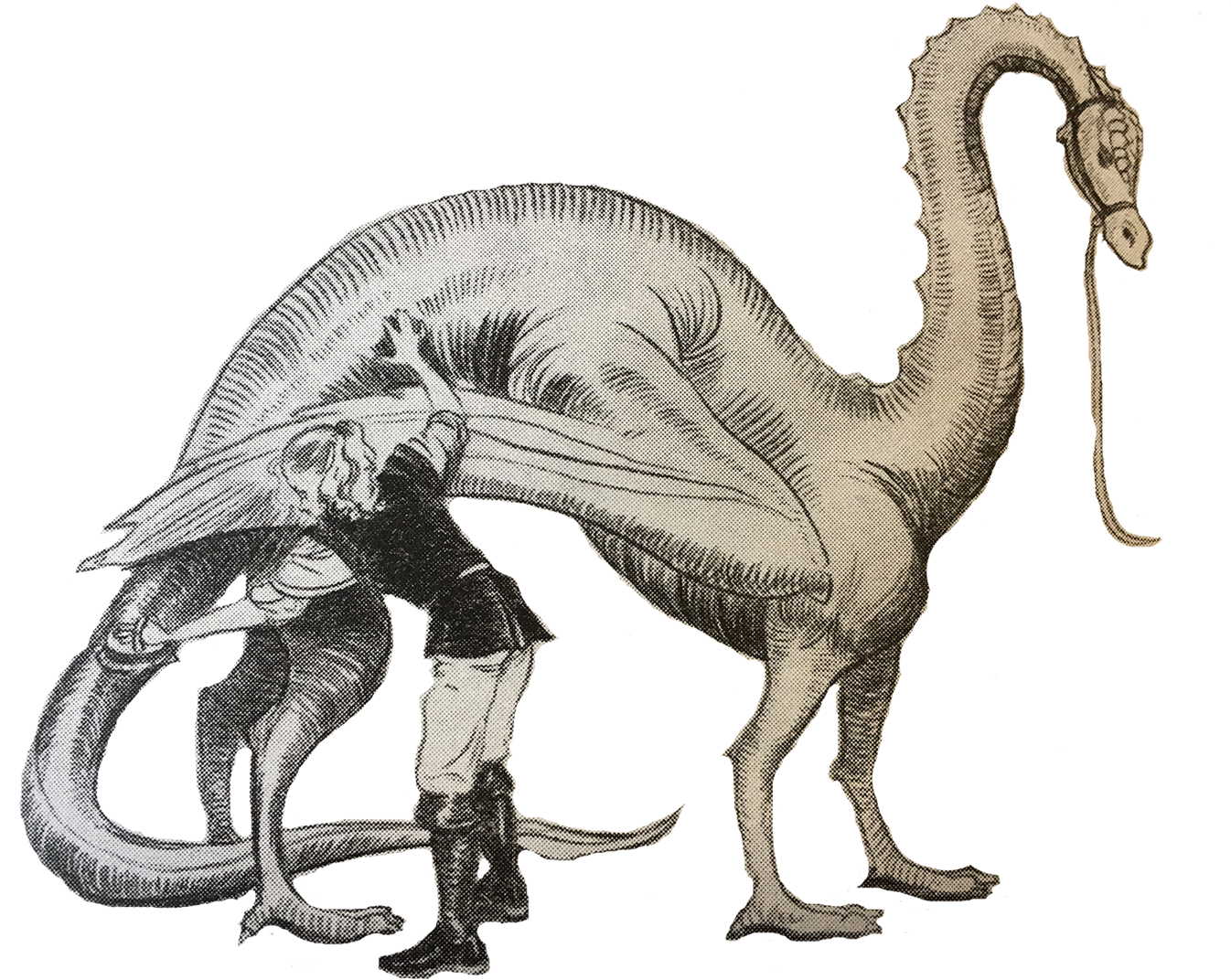 Beginning At The Head, Wash All Mud And Dust From The - Illustration (1417x1077), Png Download