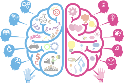 El Cerebro Humano Se Desarrolla Al 100% Entre Las Edades - Clipart Brain (670x338), Png Download