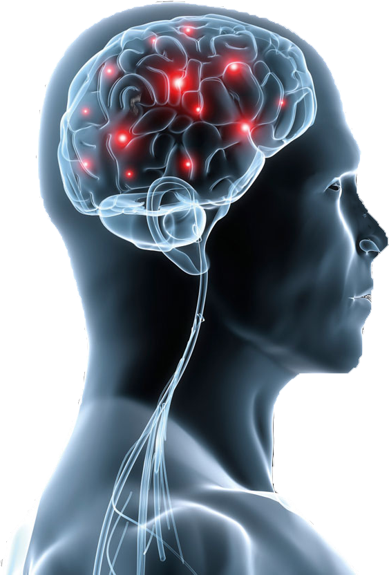 Respiración Nasal Para La Correcta Oxigenación Y Funcionamiento - Nerve Cell In The Brain (640x853), Png Download