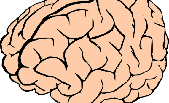 Cerebro - Brain Clipart Png (570x350), Png Download