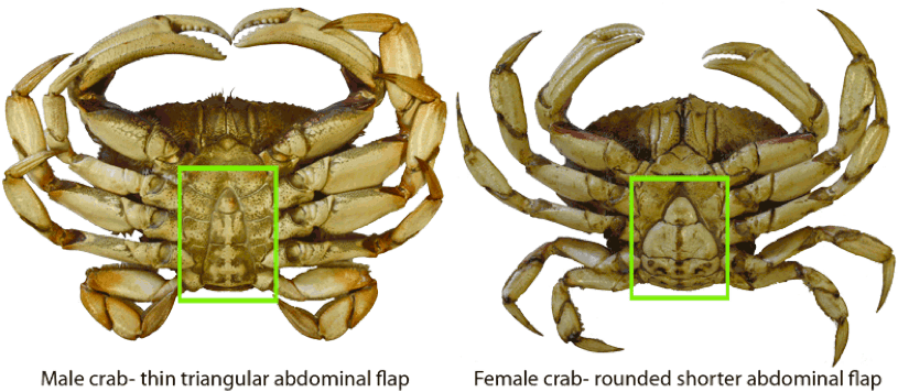 Hard And Soft Shell Crabs - Difference Between Girl And Boy Crabs (832x389), Png Download