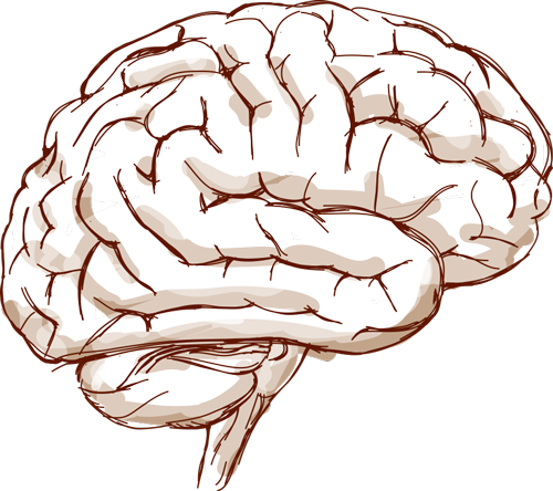Cerebro - Neuronios Png (500x444), Png Download
