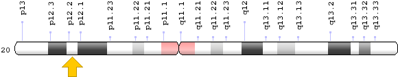 Related Information - Jag1 Gene Mutation Chromosome 20 (620x200), Png Download