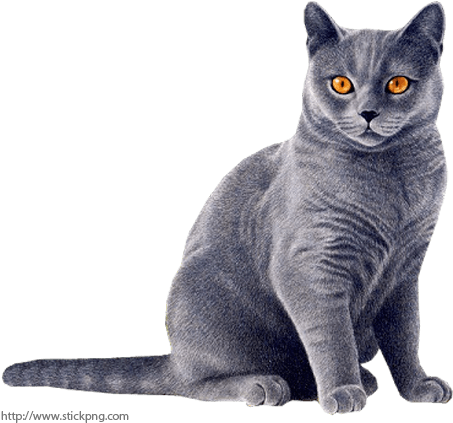 Cat - Tastaturkatze - Katzenmusik - Sperren Sie Katze 8 Papierteller (500x454), Png Download