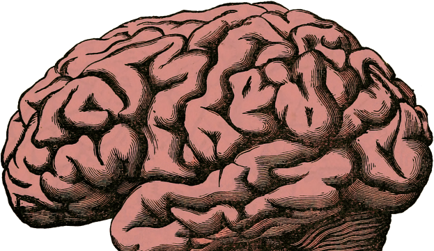 Cocaine Addiction Leads To Build-up Of Iron In Brain - High Res Brain (640x360), Png Download