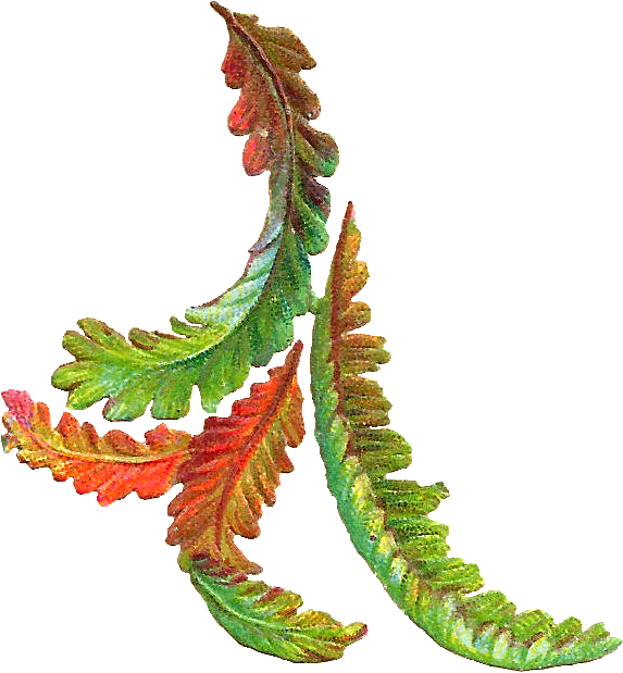 Free Botanical Clip Art - Vintage Fall Leaves Clip Art (673x716), Png Download