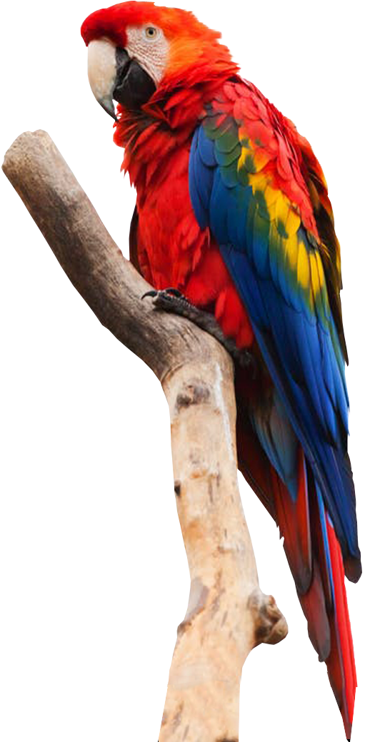 Parrot No Background Image - Perroquet Le Plus Cher Du Monde (1000x1200), Png Download