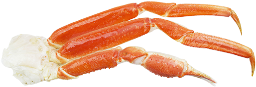 Snow Crab Chionoecetes Opilio - Caridean Shrimp (575x211), Png Download