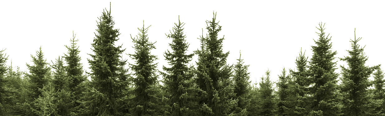 Forest Pine Trees Png Image Library Library - Forest With White Background (1235x374), Png Download