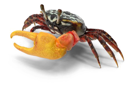 Crab Png Download Image - Portable Network Graphics (600x600), Png Download