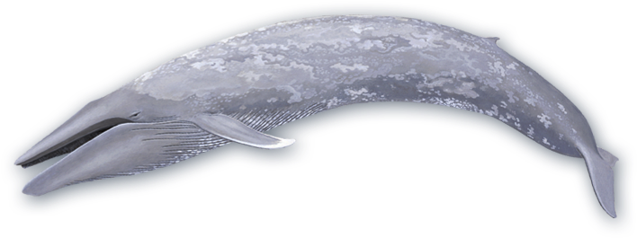 Blue Whale Png Photo - Baleen Whale Png (739x280), Png Download