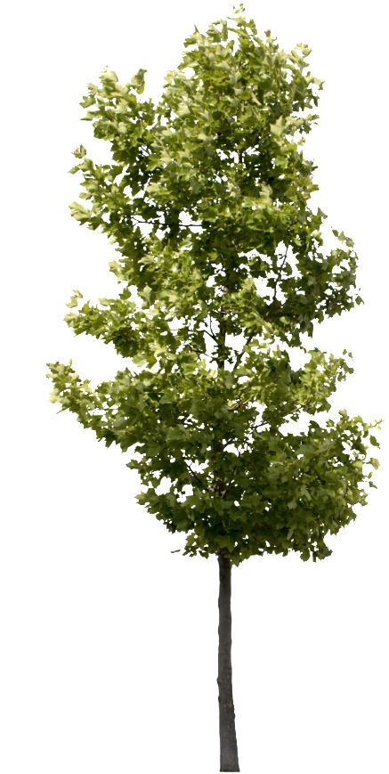 Tree Render, Street Trees, Deciduous Trees, Photo Tree, - High Quality Tree Png (264x480), Png Download