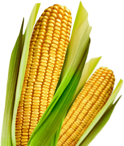 Count On Corn Trait Technologies To Maximize Yield - Maize (567x560), Png Download
