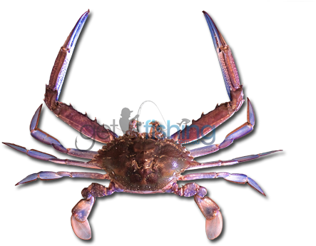 Blue Swimmer Crab - Blue Swimmer Crab Png (648x350), Png Download