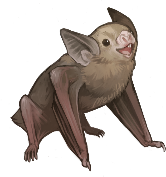 Drawn Bat Transparent - Common Vampire Bat Drawing (745x747), Png Download
