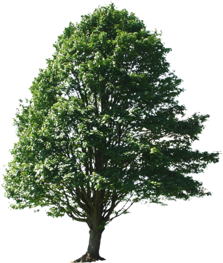 Tree On A Hill By Morgue File B Tree, Tree Photoshop, - Cedar Trees Png (375x375), Png Download