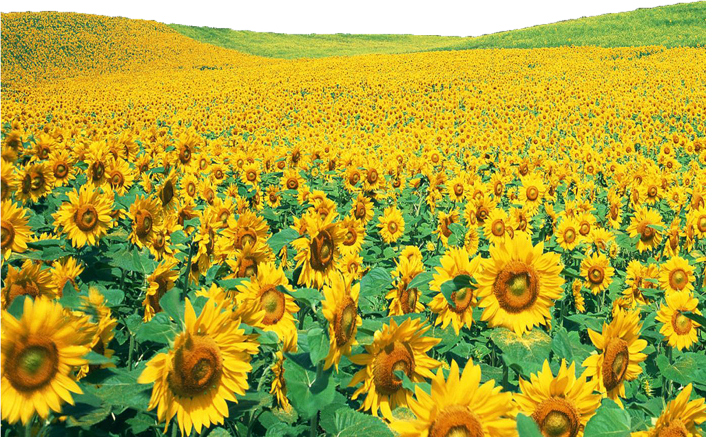 Sunflowers Png File - Positive Quotes On Life, Happiness And Success (1024x878), Png Download