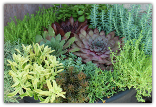 Hardy Succulent Planter Workshop - Grass (528x362), Png Download