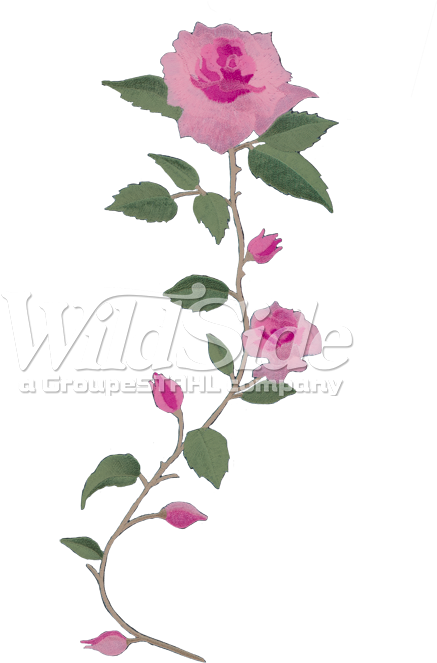 Long Stem Pink Rose - Long Stem Flower Png (675x675), Png Download
