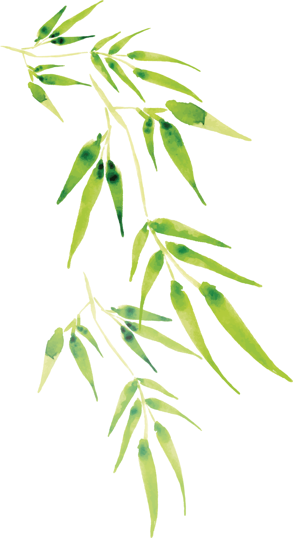 Cartoon Bamboo Transprent Png - Vinyl Banner: 24" Wide X Up To 96" Tall (1024x1879), Png Download
